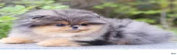 Pomeranian dogs for sale: Chiko - Ad 1