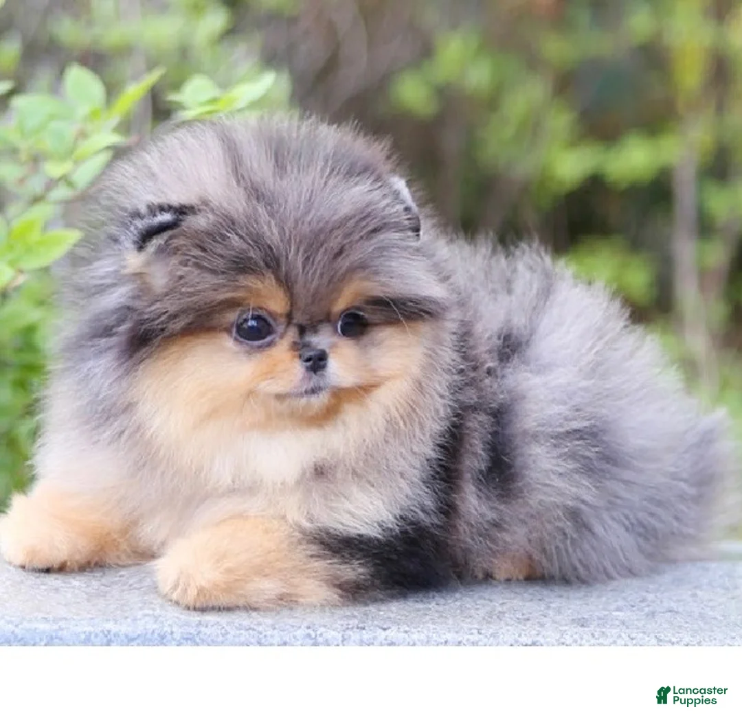 Pomeranian dogs for sale: Chiko - Ad 1