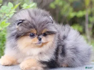 Pomeranian dogs Chiko - Ad 4