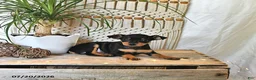 Miniature Pinscher dogs for sale: Betsie - Ad 3