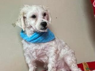 Shih Tzu dogs Romeo - Ad 19