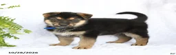 German Shepherd dogs for sale: Ranger - Ad 4