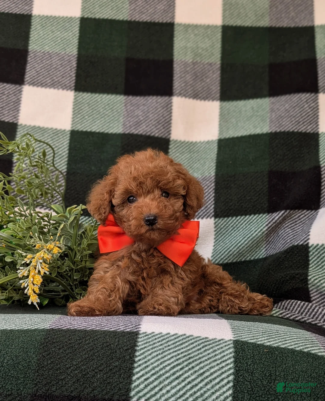 Toy Poodle dogs for sale: Wilson 7 lbs Full Grown - Ad 1