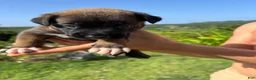 Belgian Malinois dogs for sale: Belgian Malinois 4 (Princess)  - Ad 2