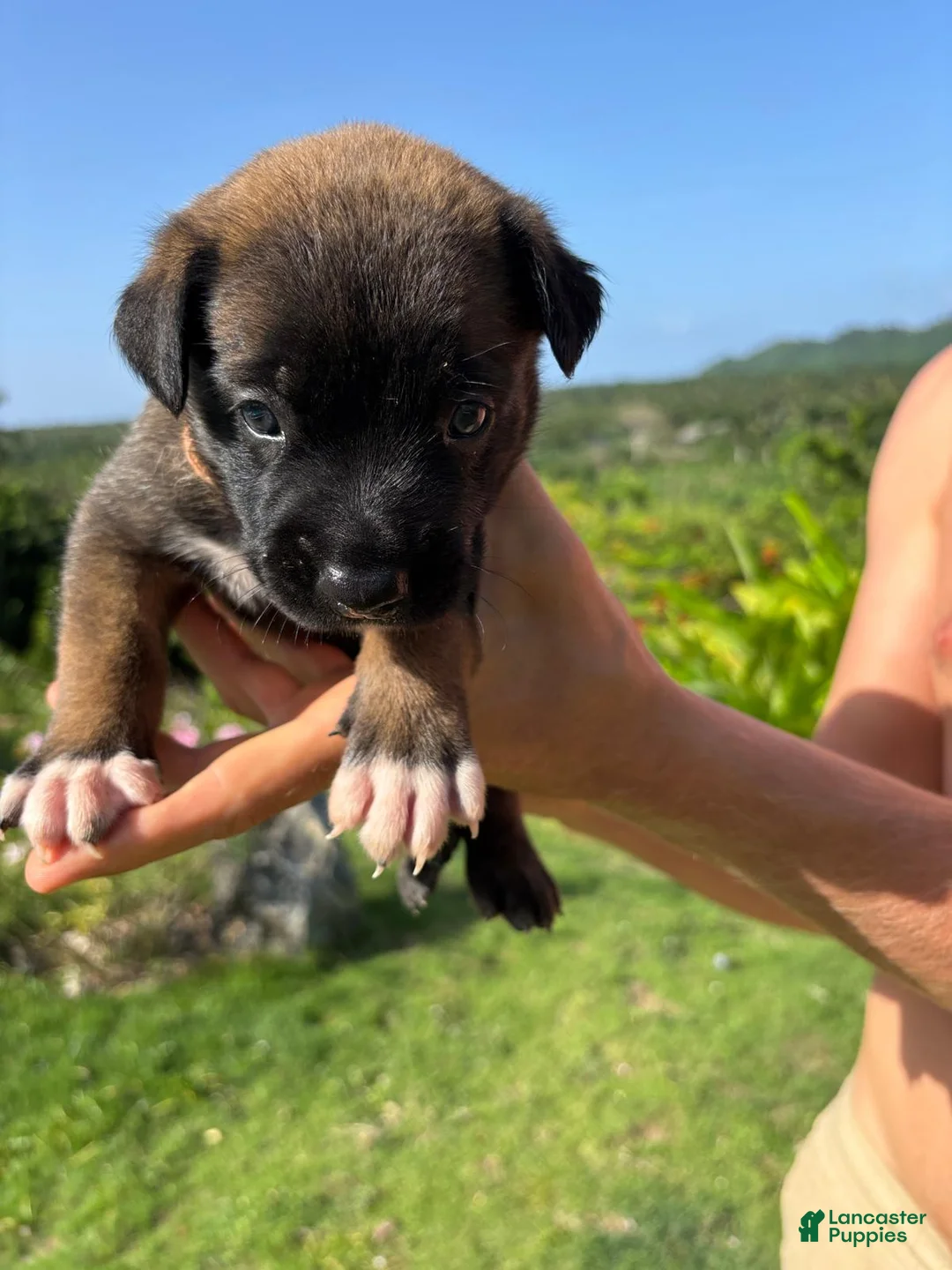 Belgian Malinois dogs for sale: Belgian Malinois 4 (Princess)  - Ad 2