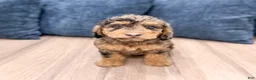 Mixed Breed dogs for sale: Nash - Ad 1