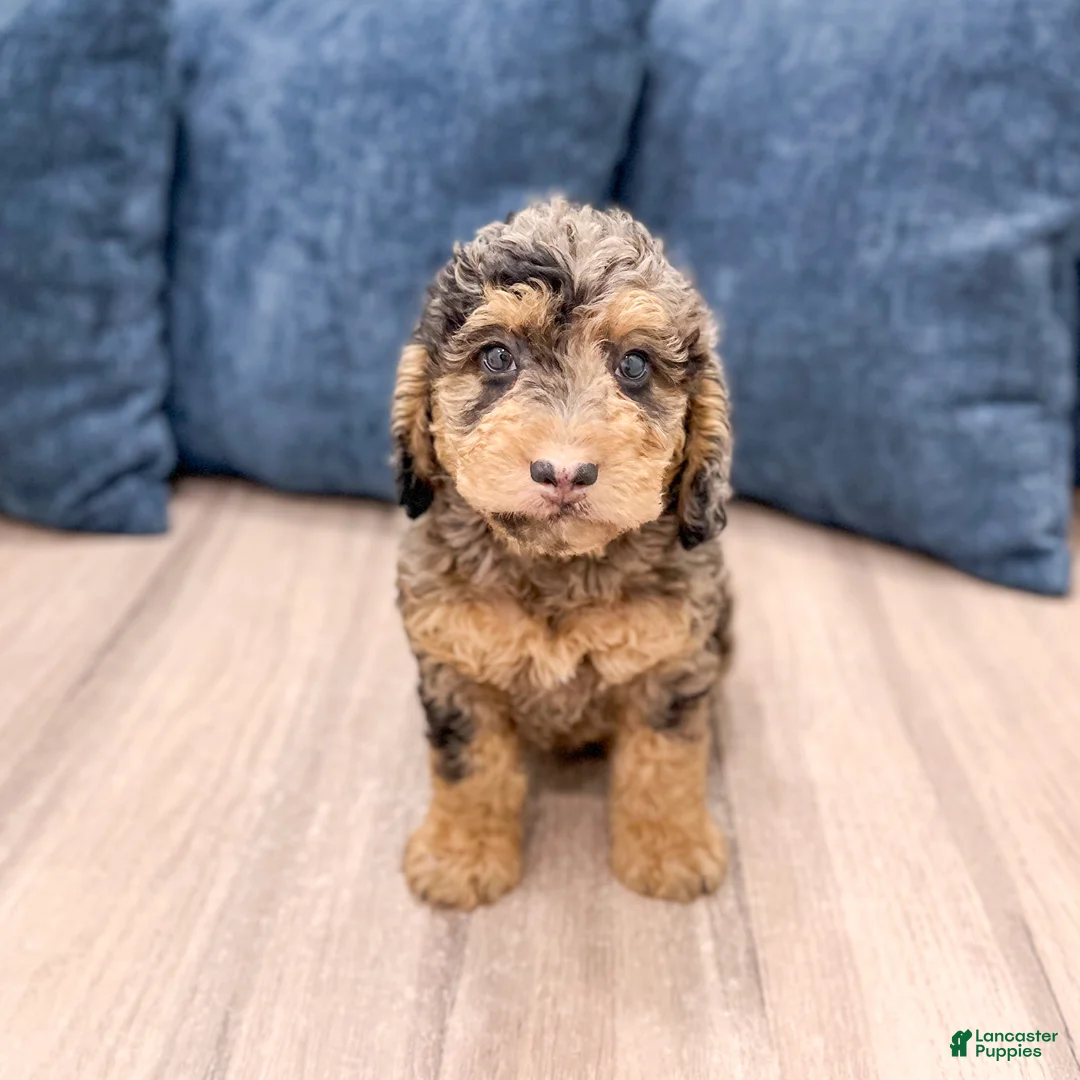 Mixed Breed dogs for sale: Nash - Ad 1