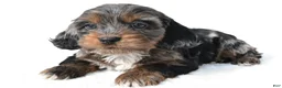 Cockapoo dogs for sale: Jasper - Ad 1
