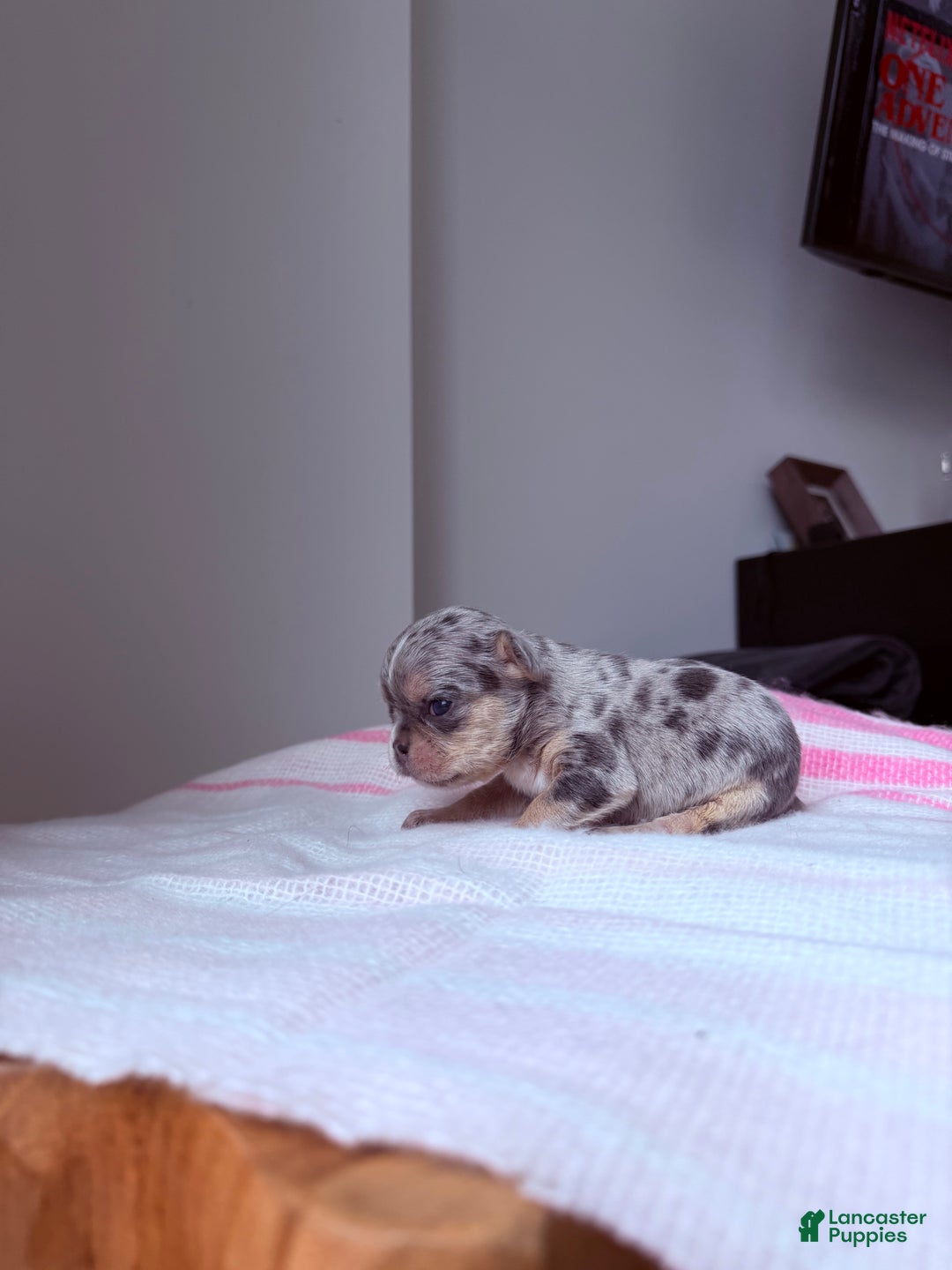 French Bulldog dogs for sale: Sapphire fluffy - Ad 2