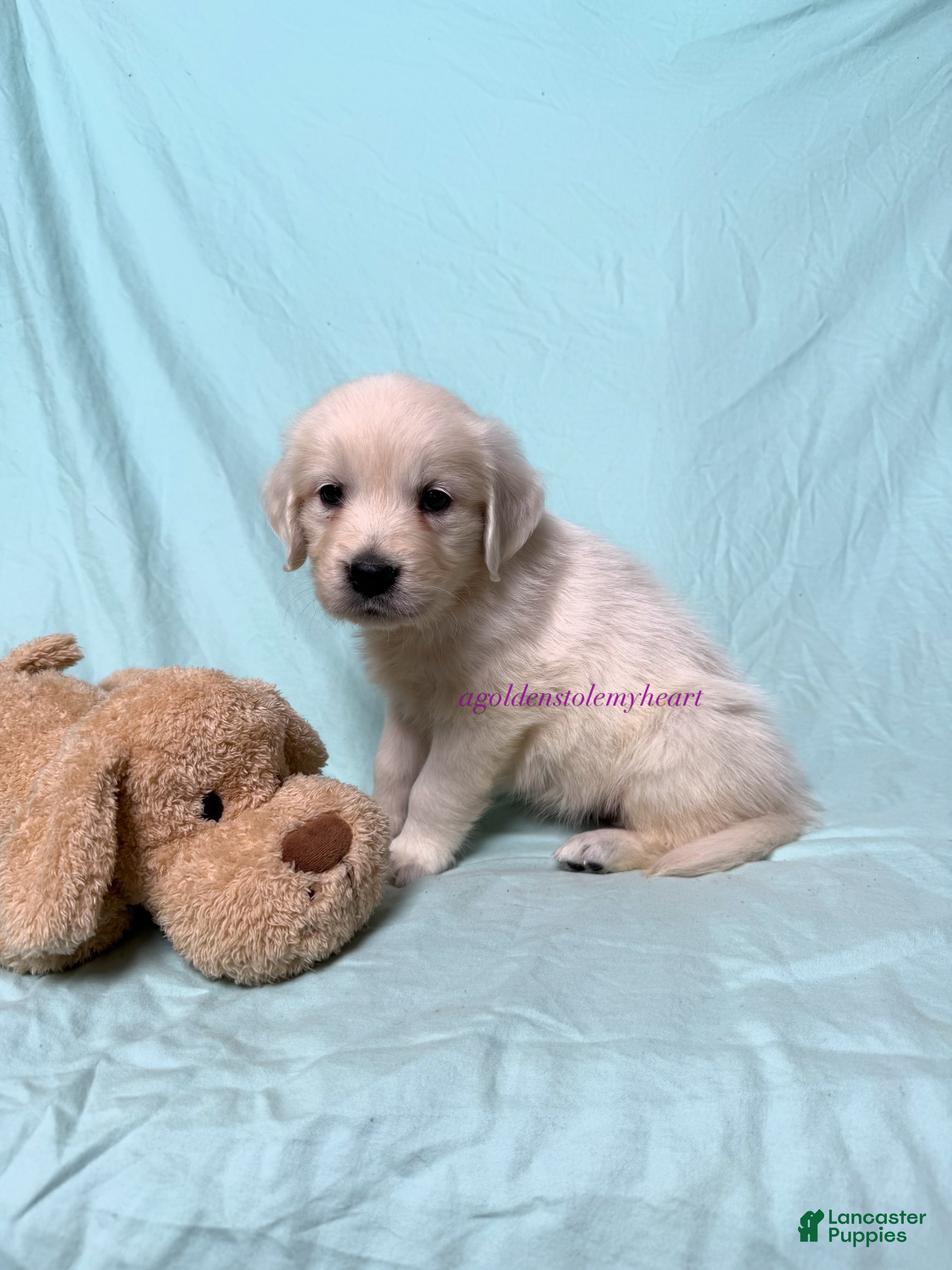 Golden Retriever dogs Milly - Ad 2