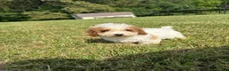 Toy Poodle dogs for sale: Toy Poodle 1 - Ad 2