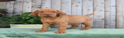 Vizsla dogs for sale: Hank - Ad 2