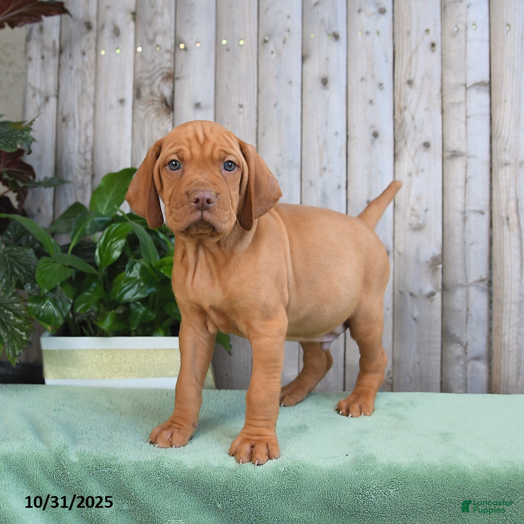 Vizsla dogs for sale: Hank - Ad 2