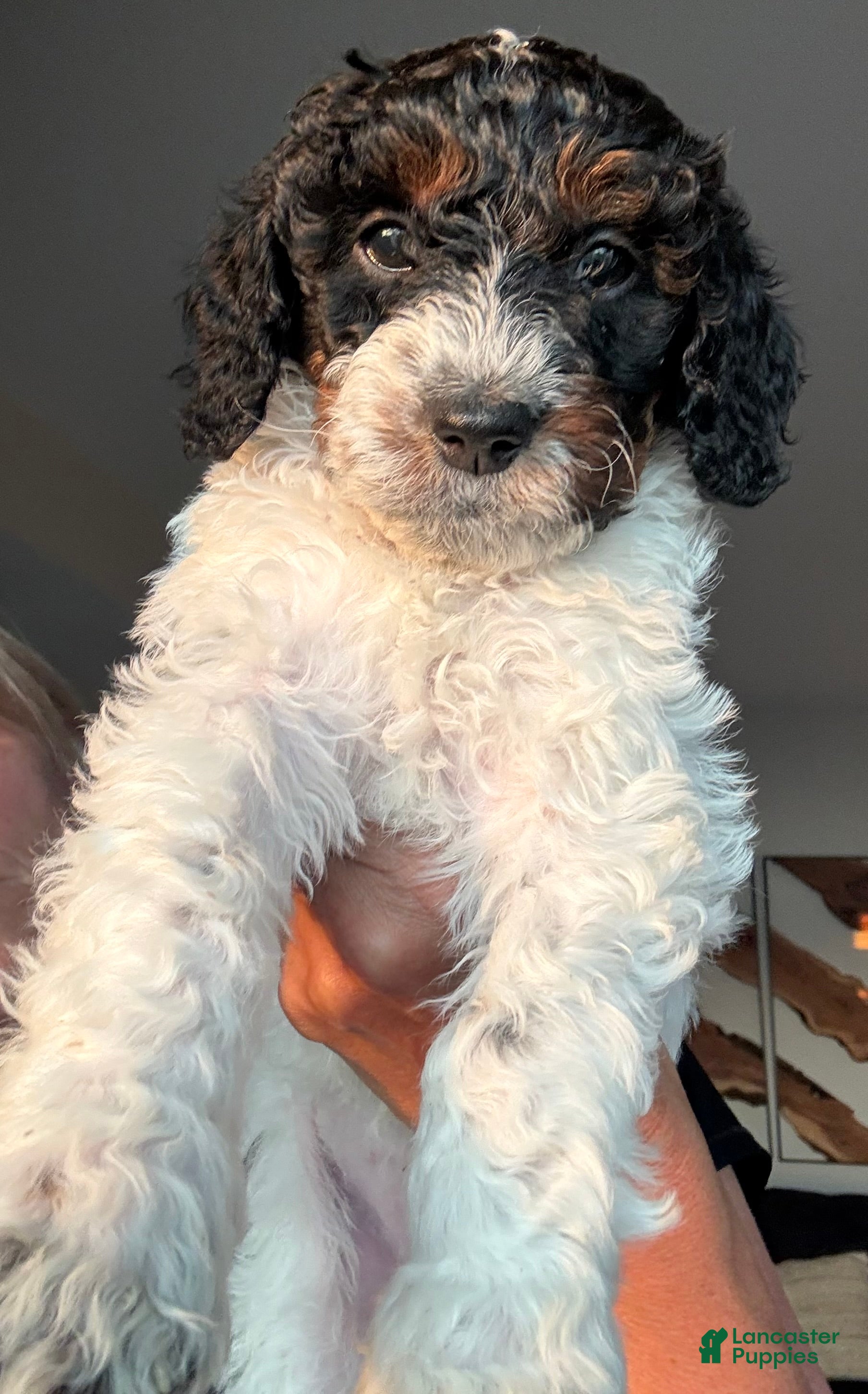 Bernedoodle dogs Cheesecake - Ad 33
