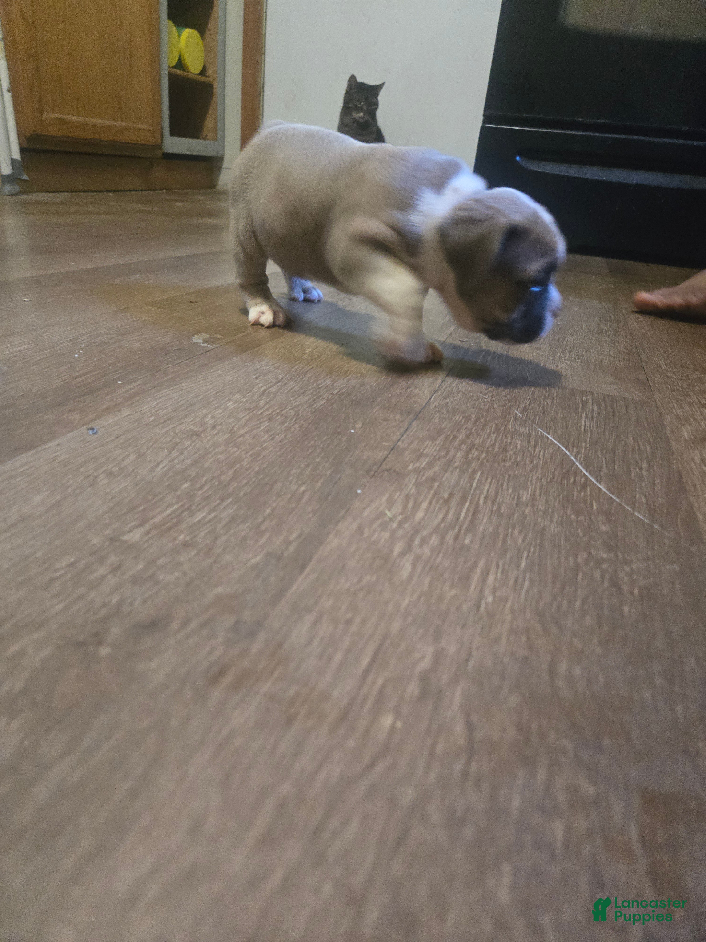 English Bulldog dogs English Bulldog 3 - Ad 9