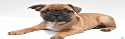 Frenchton dogs for sale: Abby - Ad 5