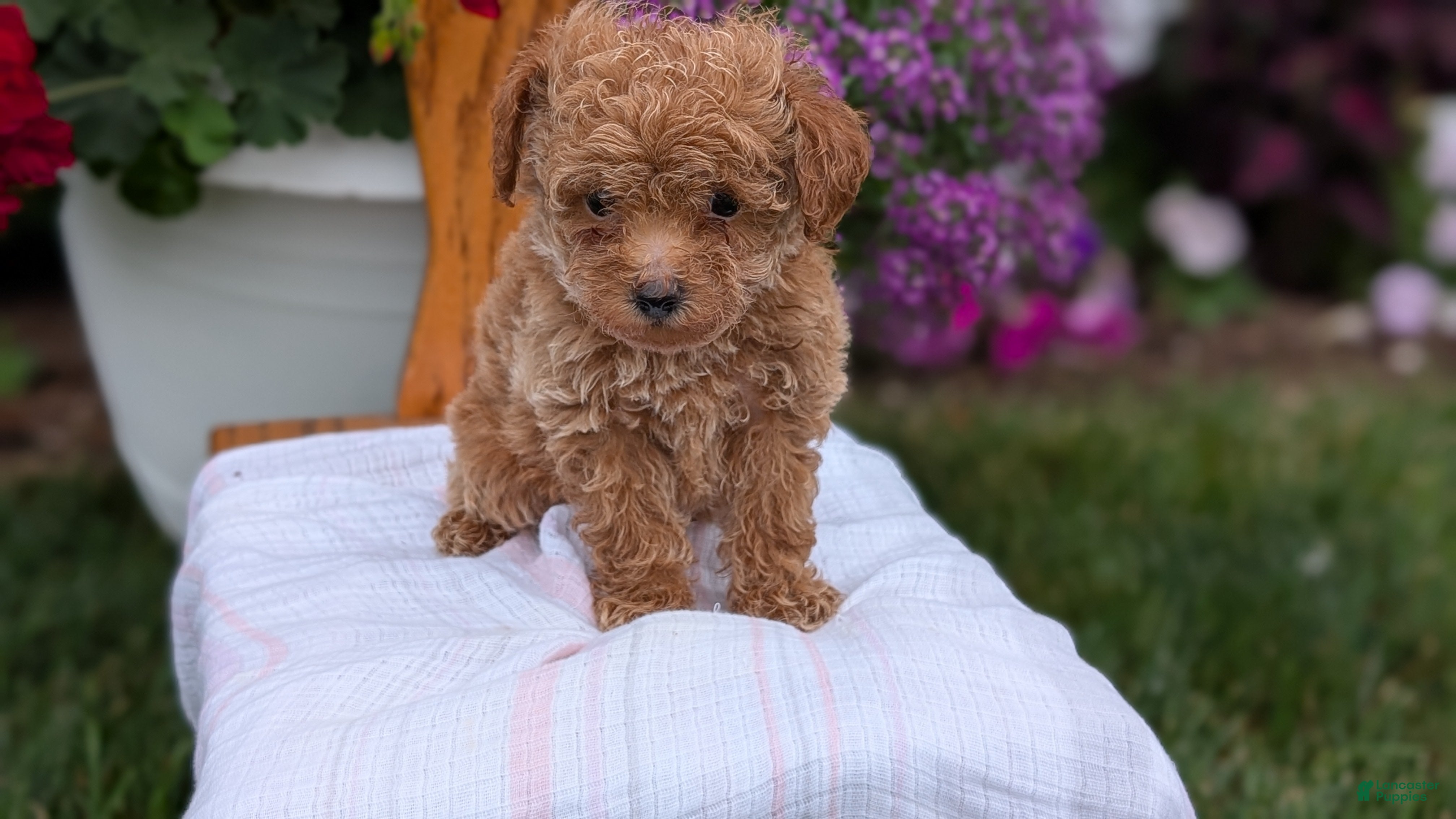 Toy Poodle dogs Lando - Ad 2