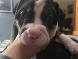 Mixed Breed dogs Orange *Updated 2/18 - Ad 17