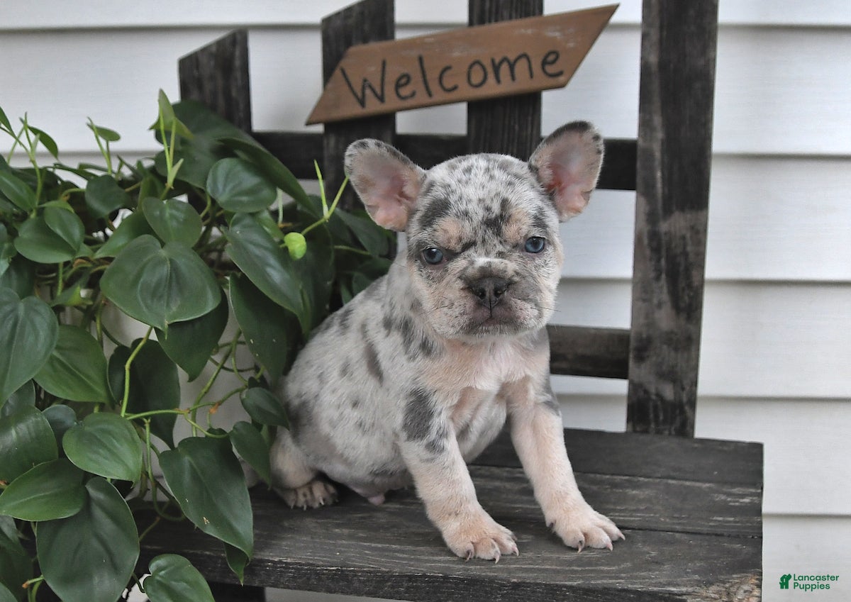 Frenchton dogs Logan - Ad 1