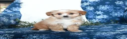 Shihpoo dogs for sale: Windson - Ad 3