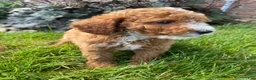 Miniature Poodle dogs for sale: Bob - Ad 9