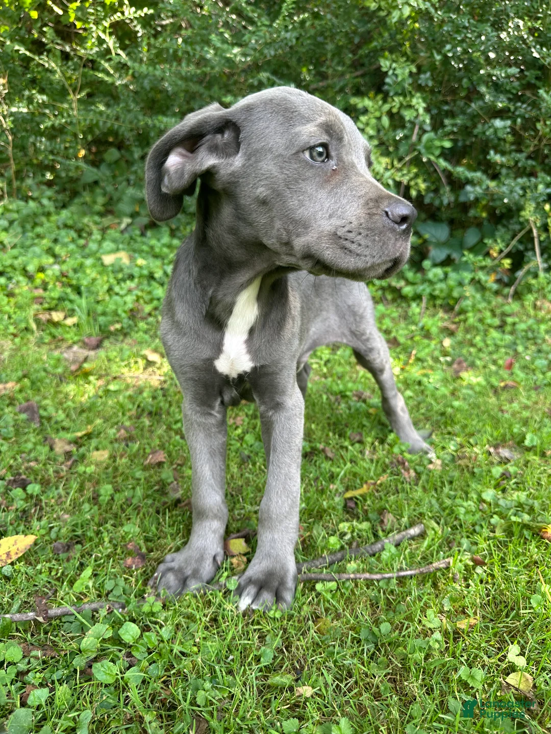 Cane Corso dogs for sale: Rex - Ad 2