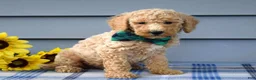 Goldendoodle dogs for sale: Henry  - Ad 7