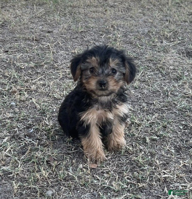Yorkiepoo dogs Yorkiepoo 3 / #1170 - Ad 1