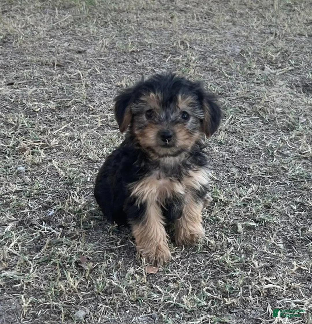 Yorkiepoo dogs for sale: Yorkiepoo 3 / #1170 - Ad 1