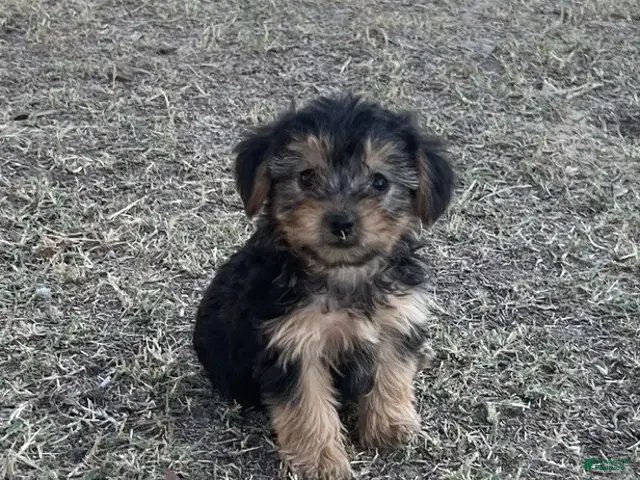 Yorkiepoo dogs for sale: Yorkiepoo 3 / #1170 - Ad 1