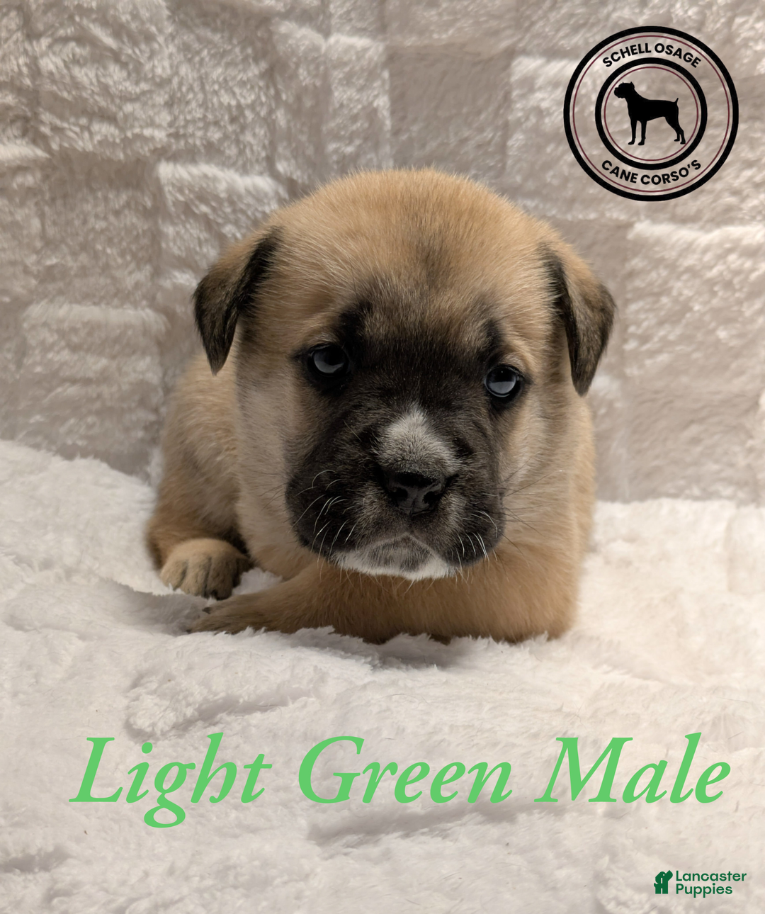 Cane Corso dogs for sale: Light Green - Ad 4
