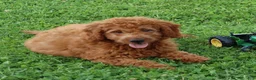 Mini Goldendoodle dogs for sale: Vanessa - Ad 6