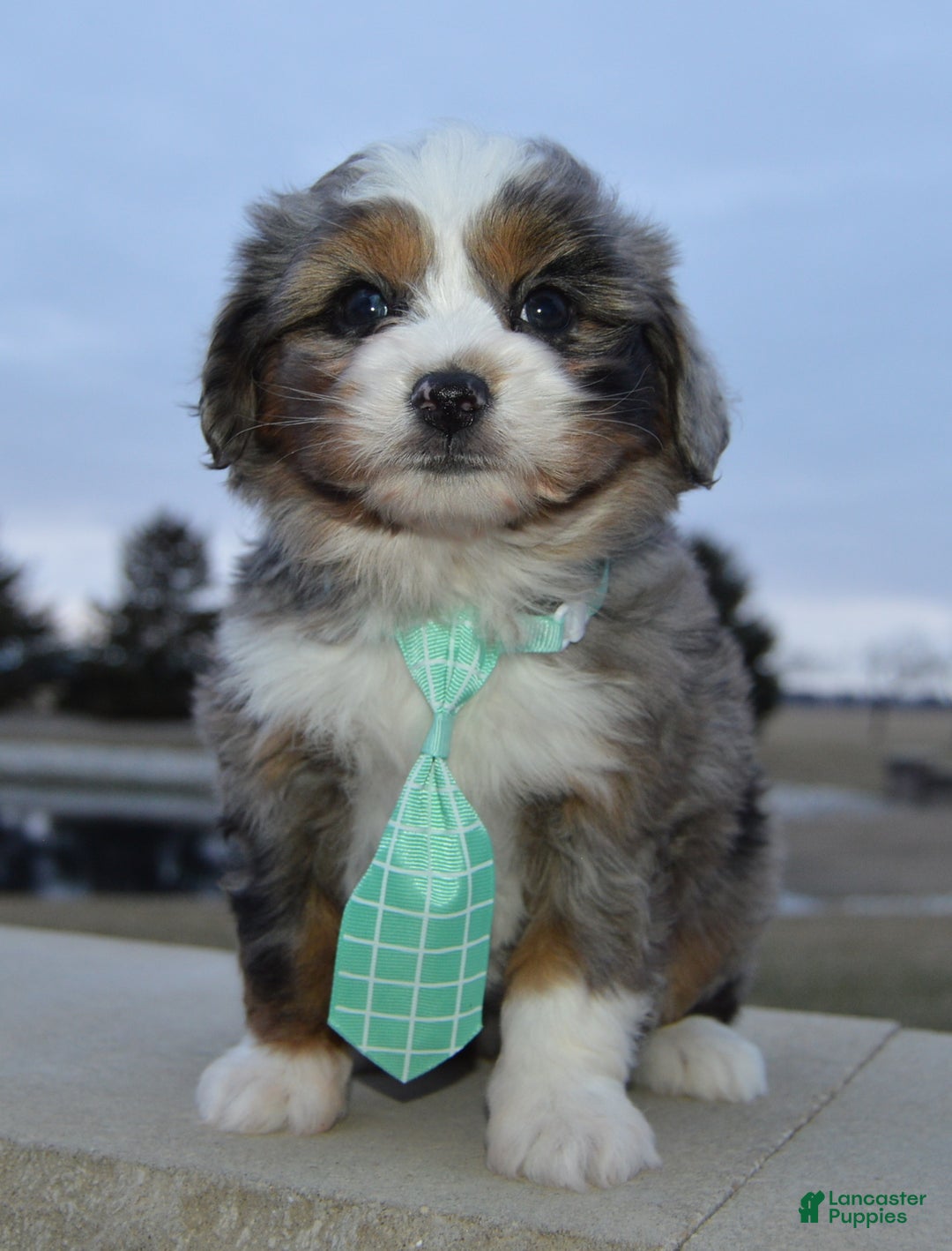 Mini Aussiedoodle dogs for sale: Mini Asher - Ad 6