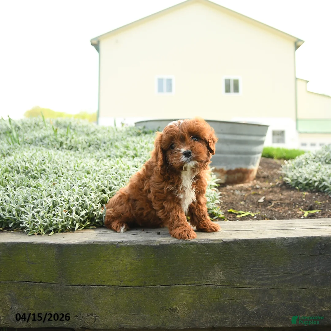 Cavapoo dogs for sale: Zeus - Ad 2