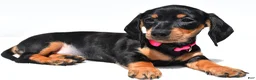 Miniature Dachshund dogs for sale: Twinkle - Ad 3