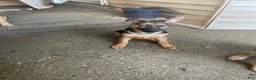 German Shepherd dogs for sale: Tiny girl - Ad 8
