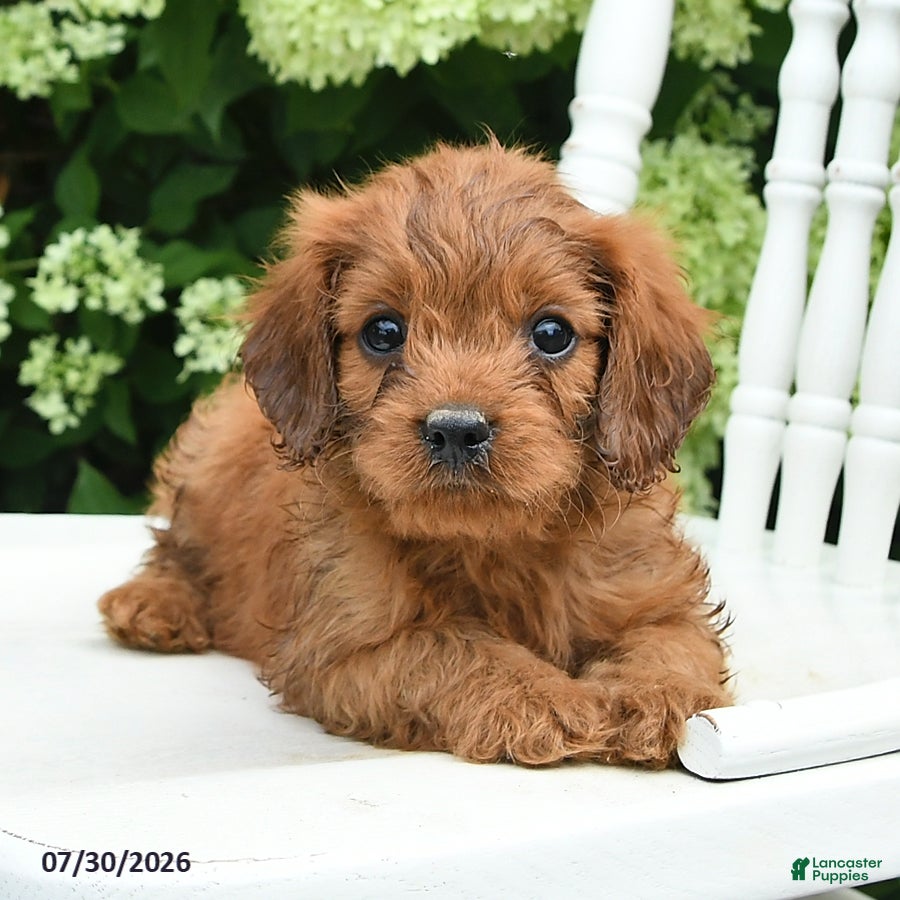 Cavapoo dogs Dash - Ad 1