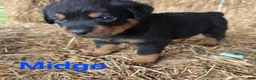 Rottweiler dogs for sale: Midge - Ad 1