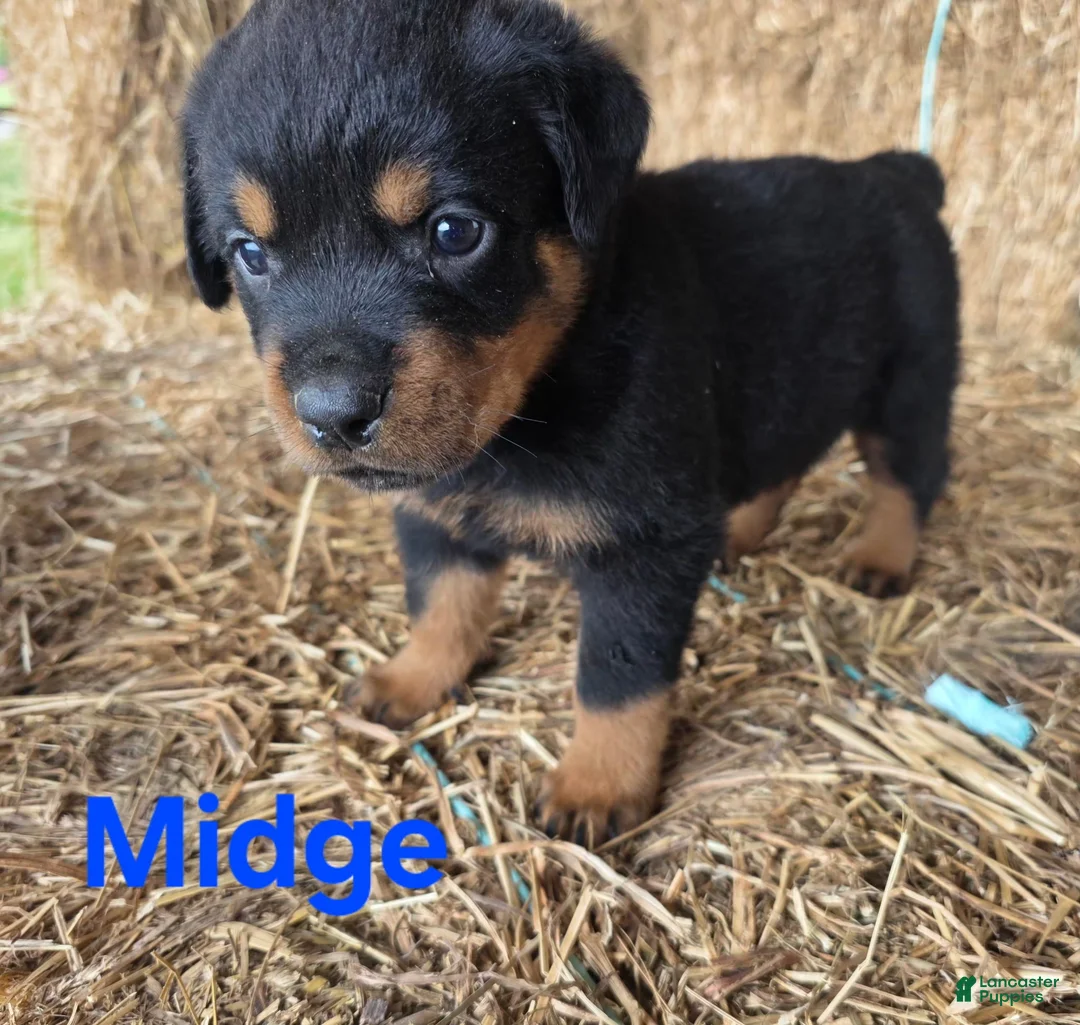 Rottweiler dogs for sale: Midge - Ad 1