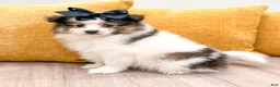 Pomeranian dogs for sale: Oreo - Ad 4