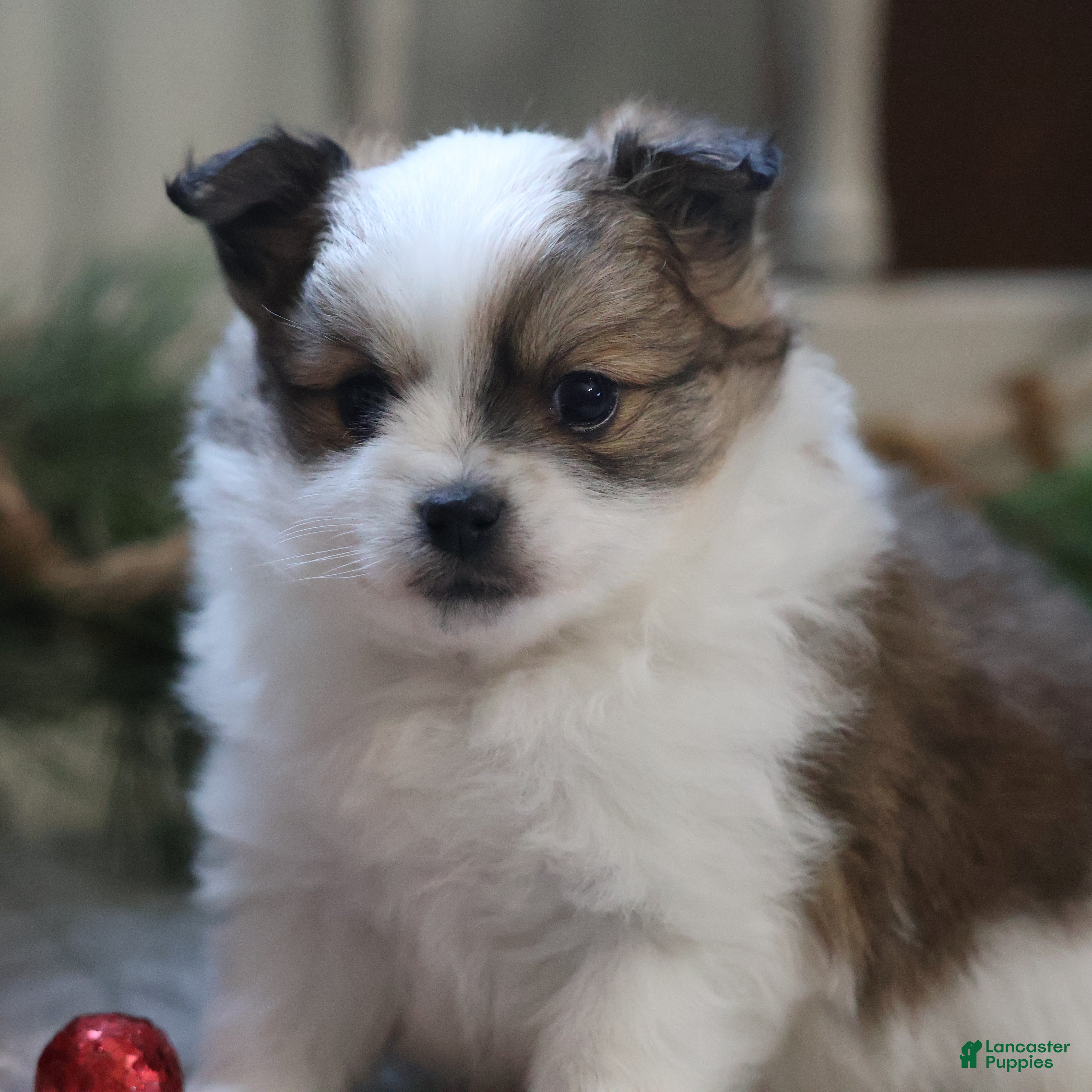 Maltipom dogs Holly - Ad 1