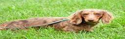 Miniature Dachshund dogs for sale: Buddy - Ad 2