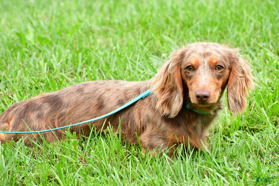 Miniature Dachshund dogs for sale: Buddy - Ad 2
