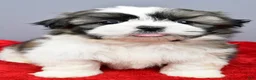 Shih Tzu dogs for sale: Rocket - Ad 6