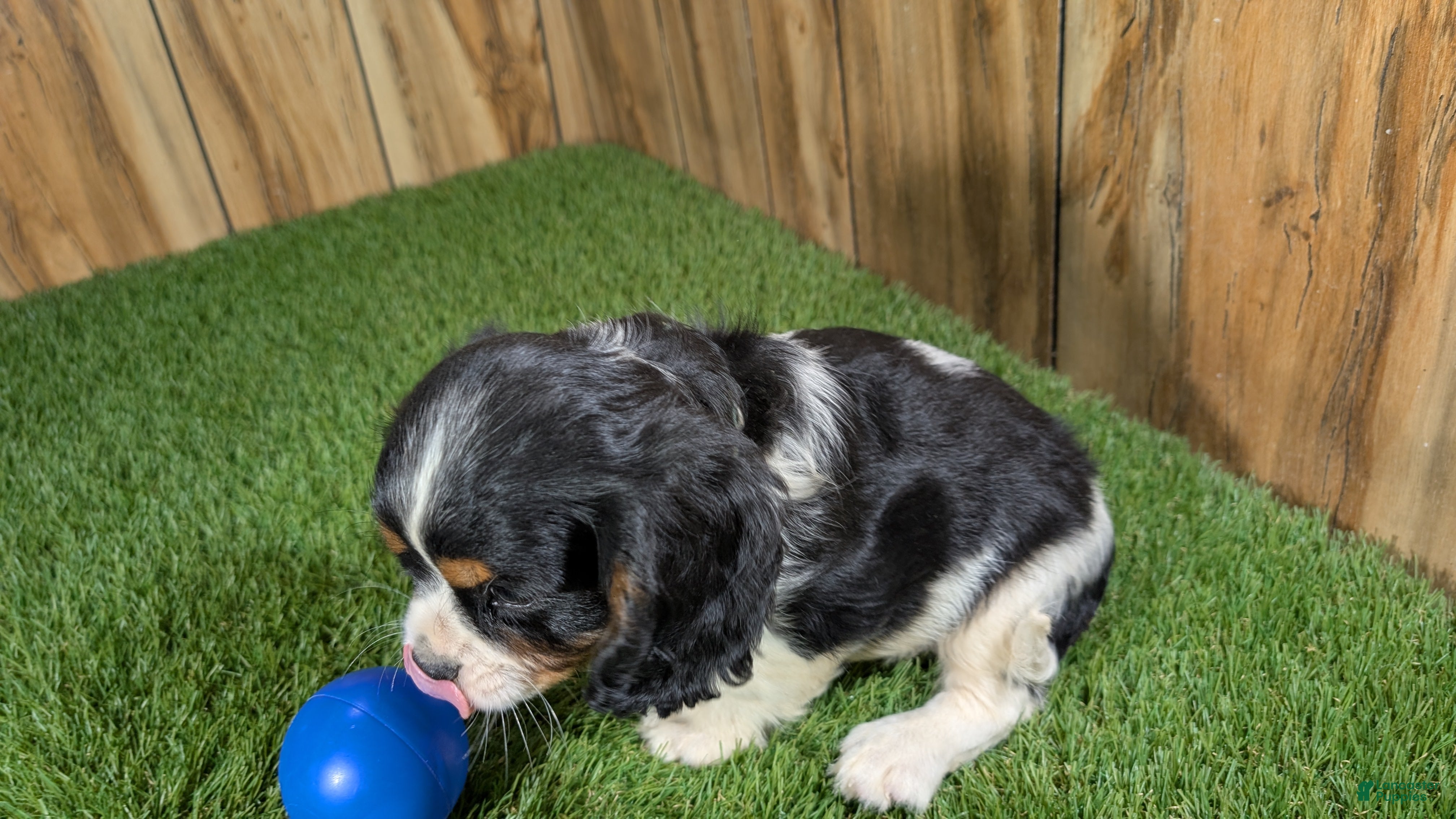 Cavalier King Charles Spaniel dogs Bessie Boy 1 - Ad 2