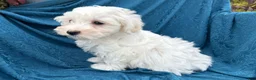 Mixed Breed dogs for sale: Stella - Ad 3