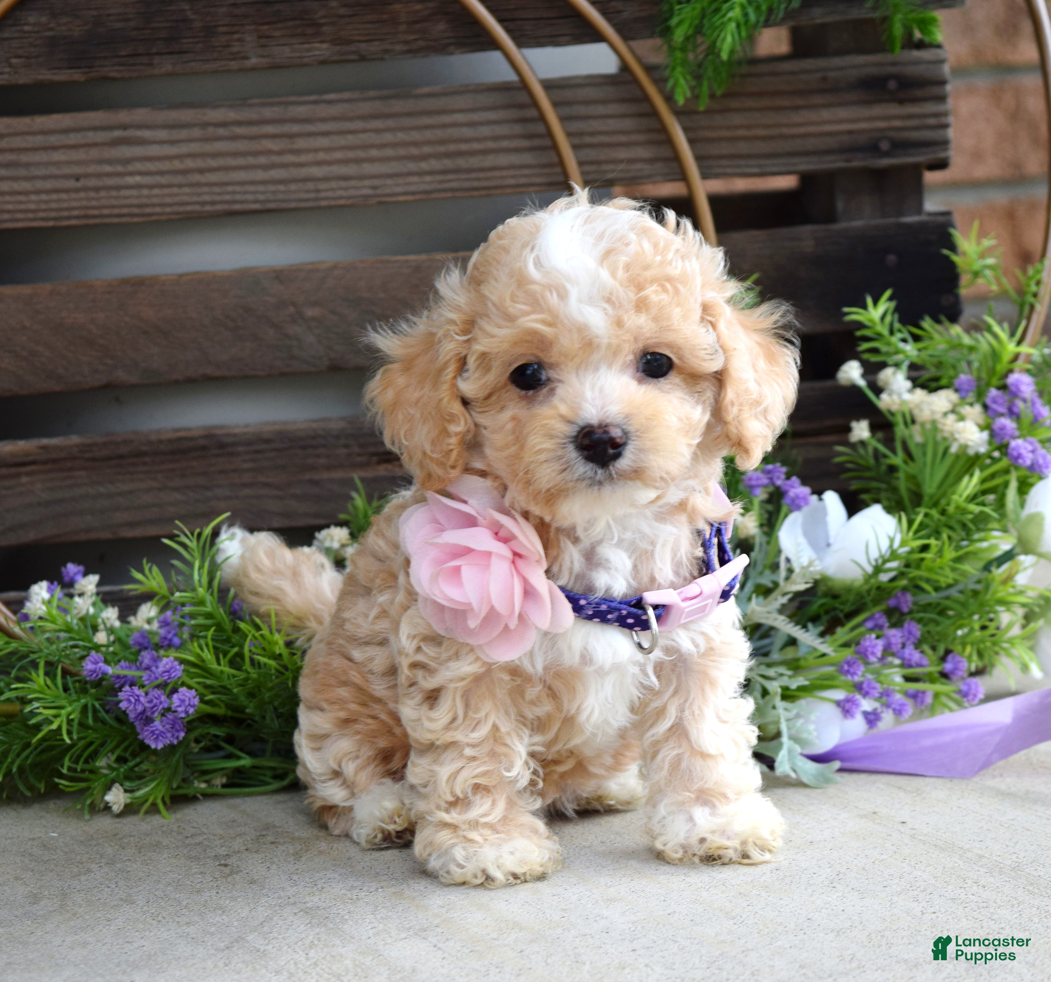 Maltipoo dogs Hope - Ad 2