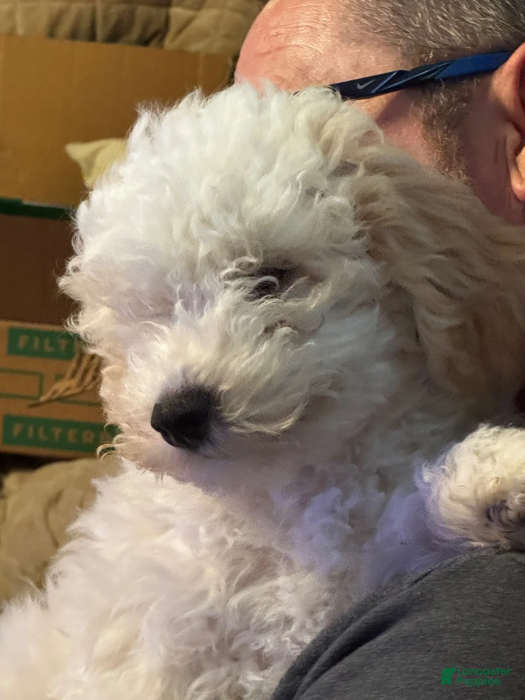 Mixed Breed dogs for sale: Dover - Ad 2