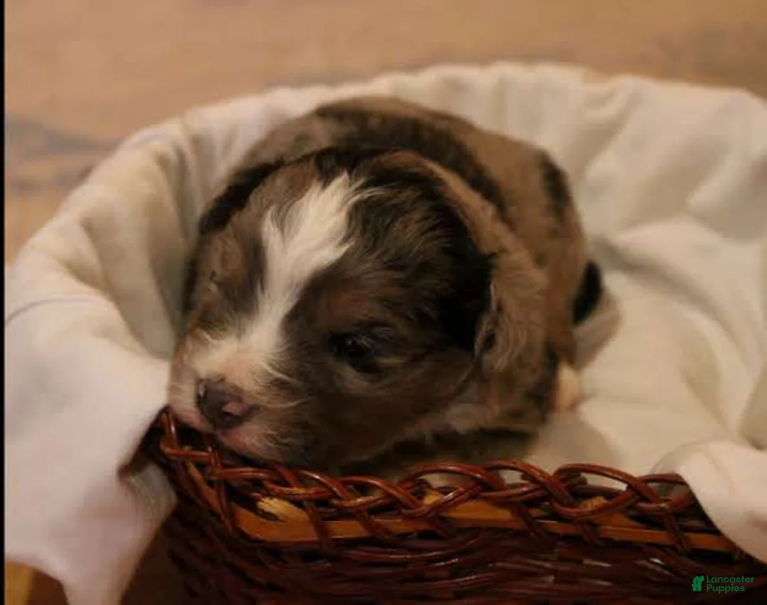 Miniature Australian Shepherd dogs for sale: Gage - Ad 2