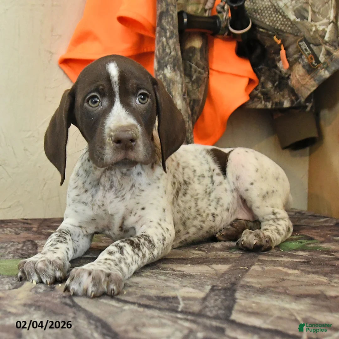 German Shorthaired Pointer dogs for sale: Flint - Ad 2